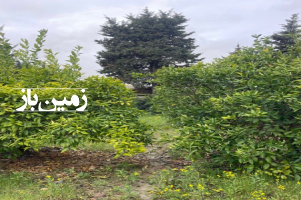 فروش زمین باغی در شمال 1000 متر جاده ساری به بابلسر روستای زرین کلا-4