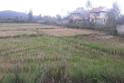 فروش زمین کشاورزی در گیلان یک هکتار رشت آقا سید شریف