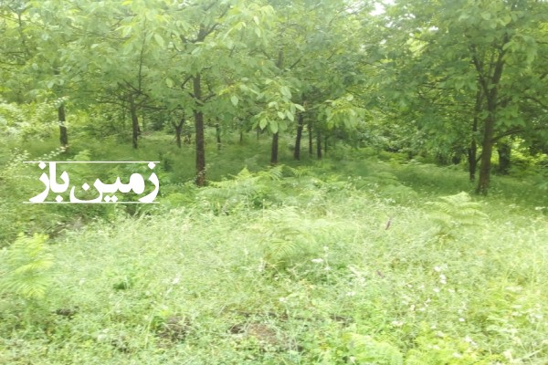 فروش زمین باغی در شمال ۲۰۰ متر چمستان لاویج روستای دیزینکلا-2