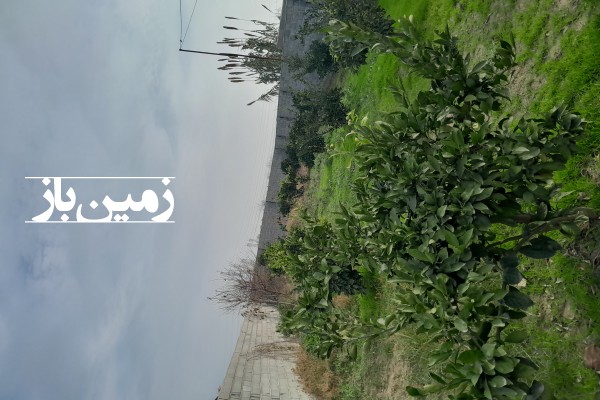 فروش زمین مسکونی باغی در شمال 320 متر نکا جاده دریا روستای نوذراباد-3