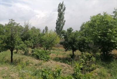 فروش زمین باغ در زنجان ۱۱۰۰ متر ابهر نورین