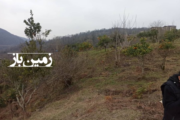 فروش زمین باغی شمال ۲ هکتار رامسر جاده جواهرده-3