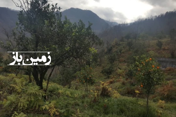 فروش زمین باغی شمال ۲ هکتار رامسر جاده جواهرده-4