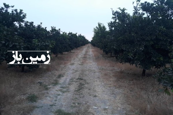 فروش زمین باغ در شمال ۱8000 متر قائمشهر روستای رضوان کلا-2