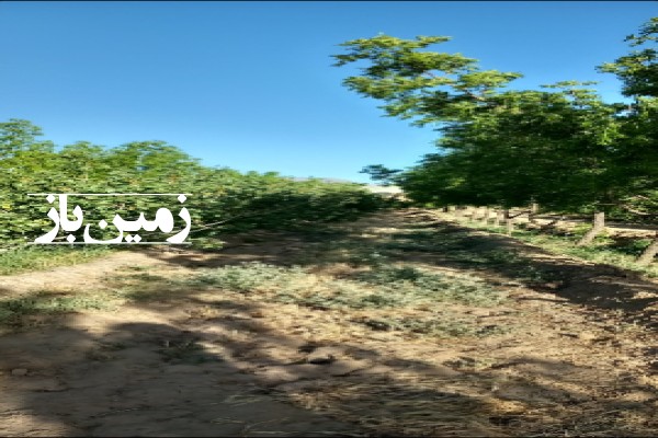 فروش زمین باغ خراسان جنوبی یک هکتار خوسف روستای کلاته ملک-2