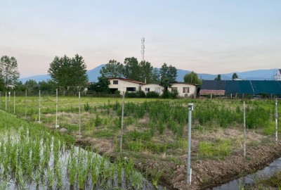 فروش زمین کشاورزی در شمال ۲۴۳۸ متر عباس آباد سید محله