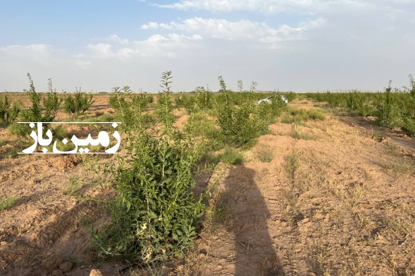 فروش زمین خانه باغ مرکزی ۱۵۰۰ متر جاده ساوه مامونیه-2