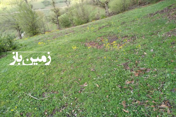 فروش زمین مسکونی در گیلان 2000 متر رحمت آباد روستای چلکاسر-3