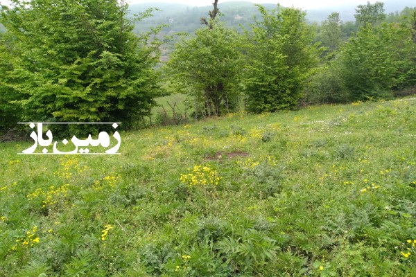 فروش زمین مسکونی در گیلان 2000 متر رحمت آباد روستای چلکاسر-4