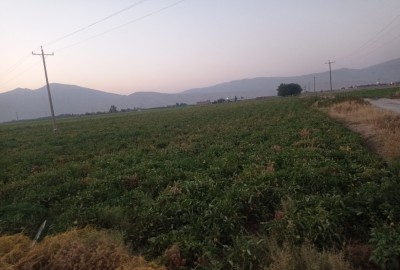 فروش زمین کشاورزی فارس 6 هکتار مرودشت مرودشت شهر استخر دو راهی ارسنجون