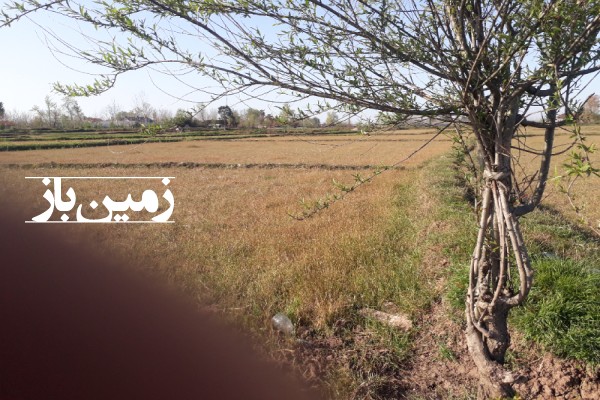 فروش زمین کشاورزی گیلان ۱۸۰۰ متر سنگر روستای ویشکاننک-2