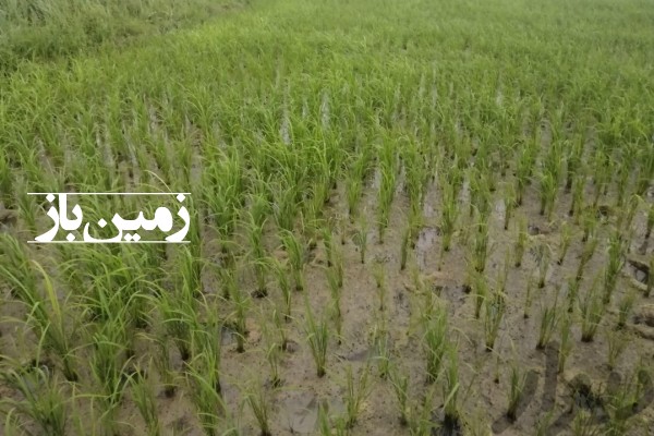 فروش زمین کشاورزی گیلان ۳۰۰۰ متر صومعه‌ سرا روستای نوخاله جعفری-1