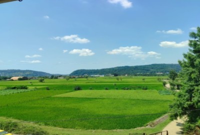 فروش زمین کشاورزی شمال ۲۶۰۰ متر شیرگاه روستای بشل