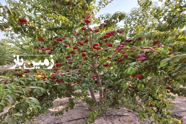 فروش باغ با ۹۵۰ متر زمین فارس مرودشت روستای حاجی آباد-2