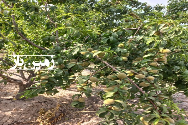 فروش باغ با ۹۵۰ متر زمین فارس مرودشت روستای حاجی آباد-3