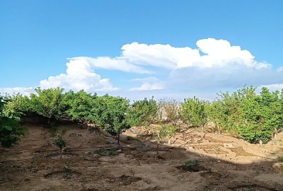 فروش باغ با ۱۰۵۰ متر زمین سمنان شاهرود پشت بسطام روستای الی کاهی