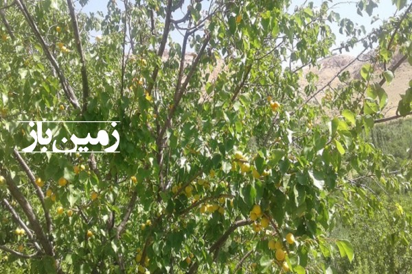 فروش باغ با ۷ هکتار زمین اصفهان سمیرم روستای خفر-1