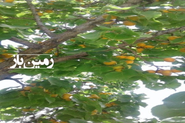 فروش باغ با ۷ هکتار زمین اصفهان سمیرم روستای خفر-4