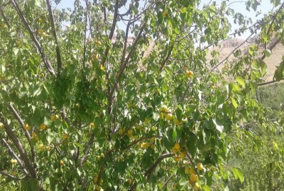 فروش باغ با ۷ هکتار زمین اصفهان سمیرم روستای خفر