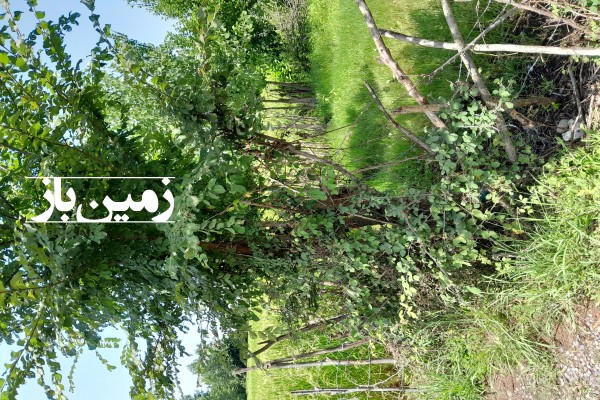 فروش زمین باغی گیلان ۲۵۰ متر سیاهکل پاشاکی-1