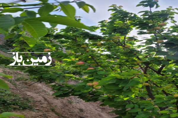 فروش باغ با ۱۳۰۰ متر زمین خراسان رضوی مشهد روستای رضوان-3