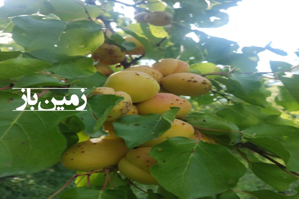 فروش باغ آذربایجان شرقی با 5000 متر زمین میانه روستای شیویار-3