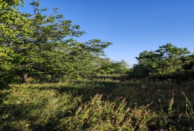 فروش باغ آذربایجان شرقی با 5000 متر زمین میانه روستای شیویار