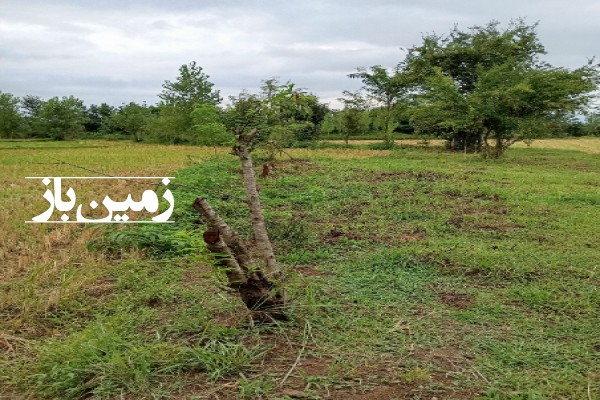 فروش زمین باغ گیلان ۱۰۰۰ متر صومعه‌ سرا گوراب زرمیخ روستای پشت مخ-1