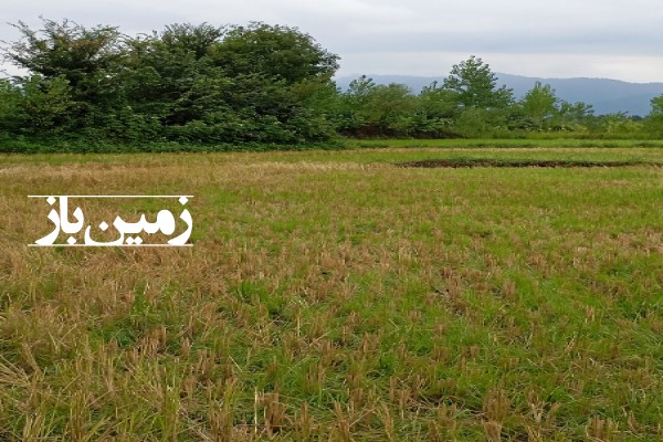 فروش زمین باغ گیلان ۱۰۰۰ متر صومعه‌ سرا گوراب زرمیخ روستای پشت مخ-3