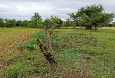 فروش زمین باغ گیلان ۱۰۰۰ متر صومعه‌ سرا گوراب زرمیخ روستای پشت مخ