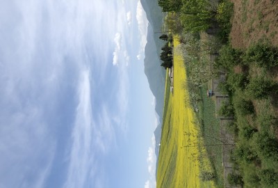 فروش زمین باغ شمال ۵۰۰ متر جاده فریم دودانگه روستای جعفرکلا