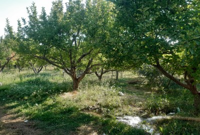 فروش باغ با 2000 متر زمین آذربایجان شرقی مرند روستای یام