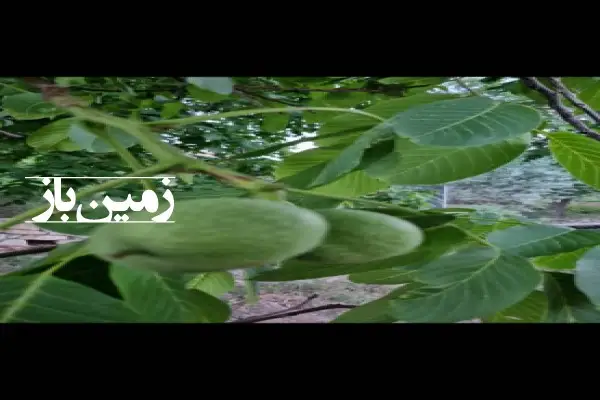 فروش زمین مرکزی ۱۲۰۰ متر تفرش طراران دهکده پزشکان - تصویر 2