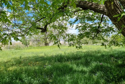 فروش زمین کشاورزی مرکزی ۱۲۰۰ متر تفرش طراران (دهکده پزشکان)