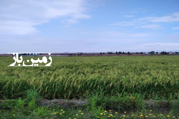 فروش زمین کشاورزی شمال ۱۶۶۰ متر ساری جاده گوهرباران روستای عزت الدین-1