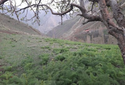 فروش زمین باغی تهران ۱۵۳۷ متر شمیرانات رودبار قصران روستای لالان