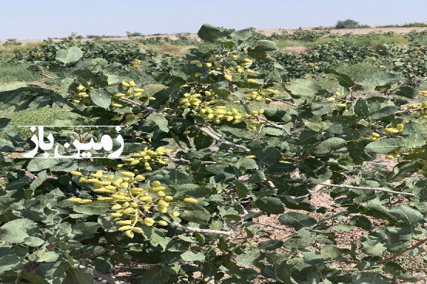 فروش زمین کشاورزی مسکونی یزد ۳۹ هزار متر تفت دهشیر روستای اکبرآباد-1