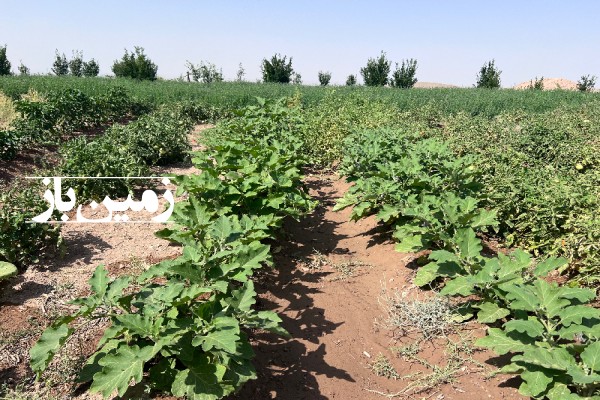 فروش زمین کشاورزی مسکونی یزد ۳۹ هزار متر تفت دهشیر روستای اکبرآباد-2