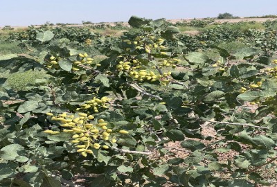 فروش زمین کشاورزی مسکونی یزد ۳۹ هزار متر تفت دهشیر روستای اکبرآباد