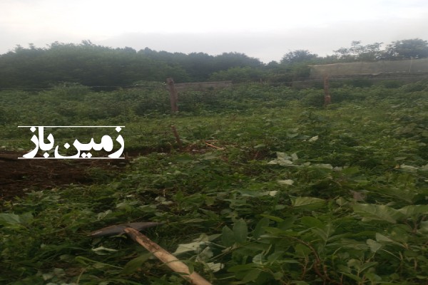 فروش زمین مسکونی گیلان ۷۵۰ متر پره سر روستای دیناچال-1