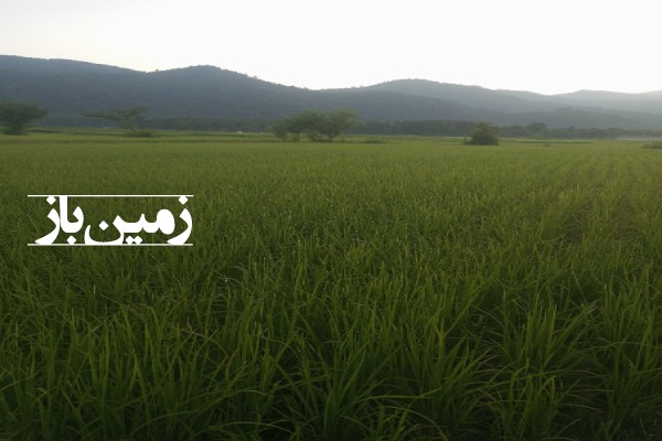 فروش زمین مسکونی گیلان ۷۵۰ متر پره سر روستای دیناچال-4