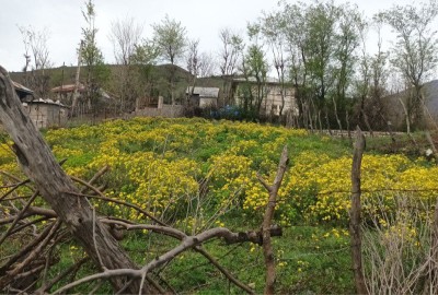 فروش زمین مسکونی گیلان ۷۰۰ متر رستم آباد روستای دفراز