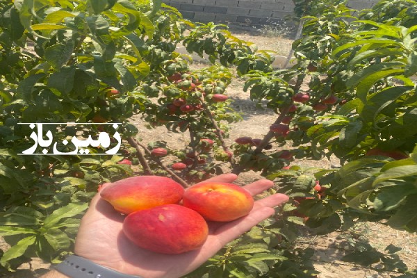 فروش باغچه با ۱۰۰۰ متر زمین قزوین آبیک روستای حلال آباد-3