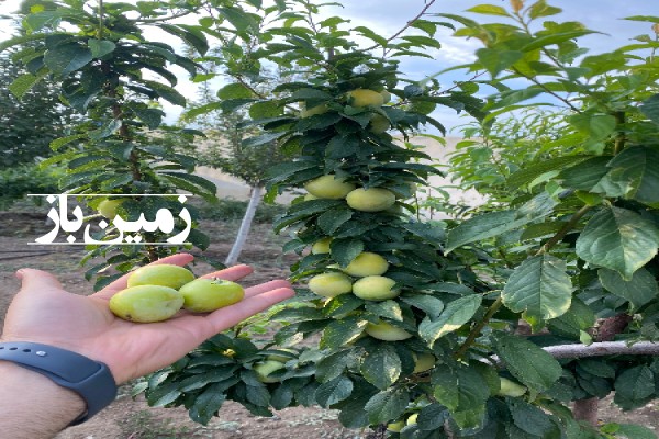 فروش باغچه با ۱۰۰۰ متر زمین قزوین آبیک روستای حلال آباد-4