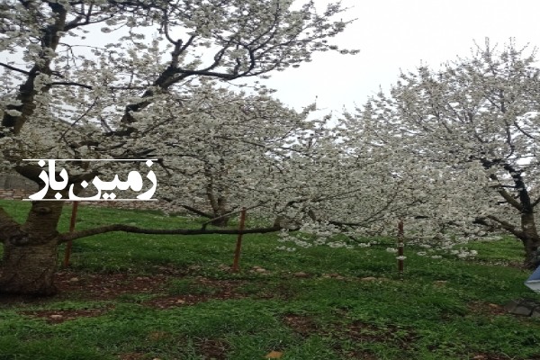 فروش زمین باغی شمال ۵۰۰ متر چالوس کجور روستای ناصرآباد-2