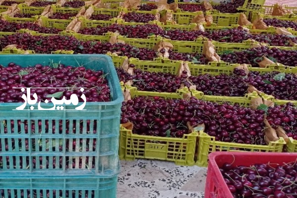 فروش زمین باغی شمال ۵۰۰ متر چالوس کجور روستای ناصرآباد-3