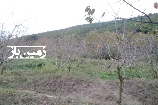 فروش زمین باغی شمال ۵۰۰ متر چالوس کجور روستای ناصرآباد-4