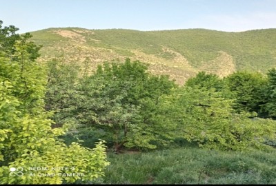 فروش زمین باغی شمال ۵۰۰ متر چالوس کجور روستای ناصرآباد