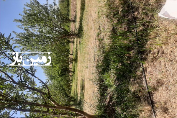 فروش زمین باغی آذربایجان شرقی ۳۰۰۰ متر اهر روستای خونیق-1