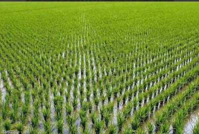 فروش زمین کشاورزی گیلان ۲۵۰۰ متر کوچصفهان روستای ویشکا ننک